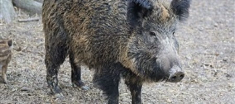 Avanço de javalis no Brasil aumenta alerta nas áreas de soja
