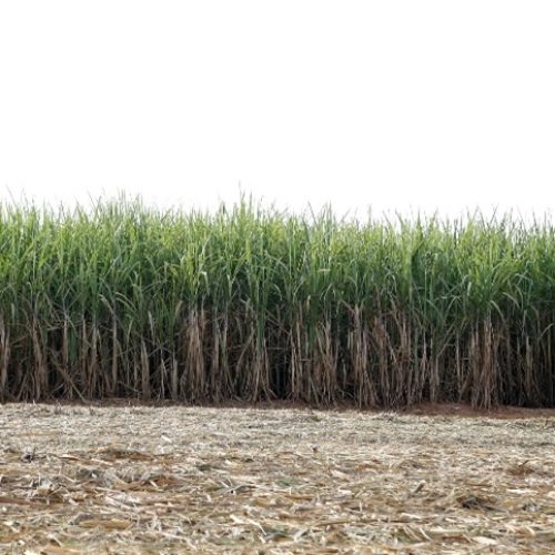 Solo saudável guia reforma de canaviais