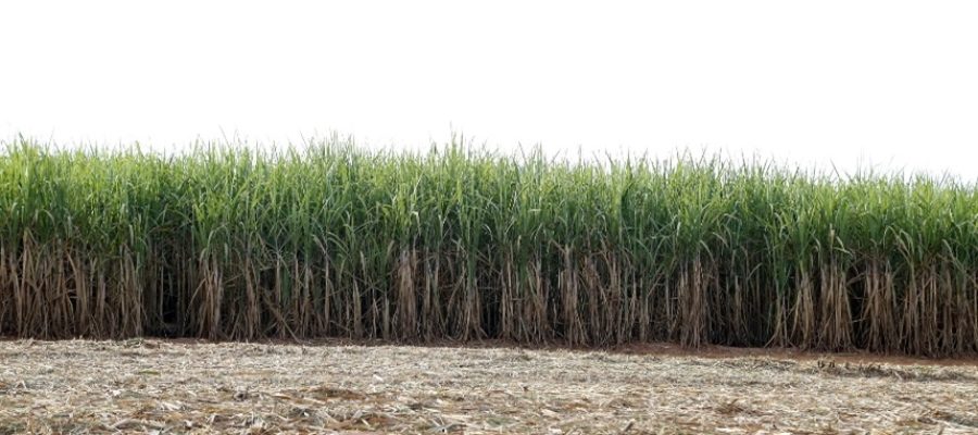 Solo saudável guia reforma de canaviais