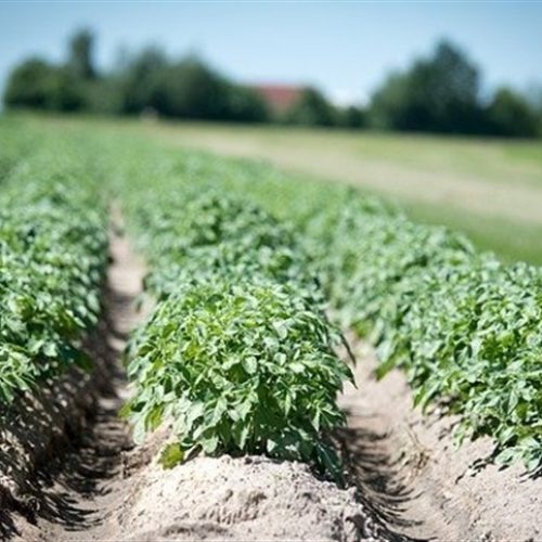Pesquisadores querem reduzir nitrogenados na batata