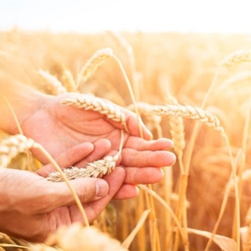 Mercados iniciam o dia com viés de baixa