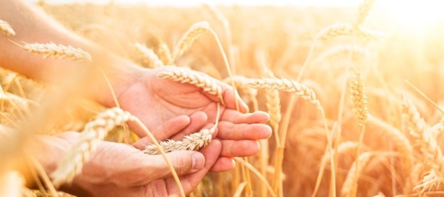 Trigo: falta de chuva reduz potencial produtivo no Centro-Oeste