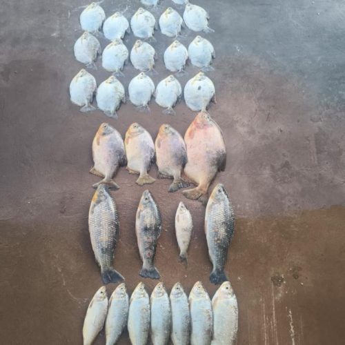 Batalhão Ambiental da PM prende homem com 13 quilos de pescado ilegal