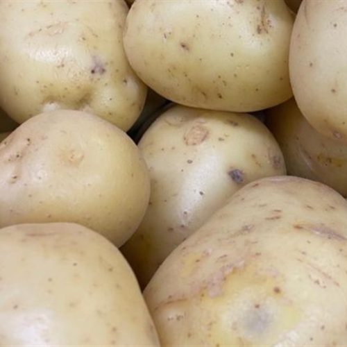 Aeroponia revoluciona o cultivo de batatas