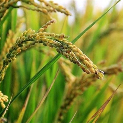 Safra de arroz brasileira deve crescer 14,3% em 2024/25