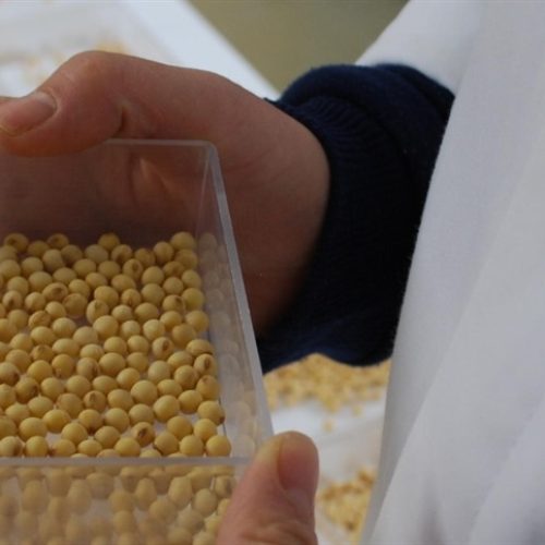 Dia da Semente reforça importância da escolha do insumo e do manejo pré-plantio para a alta produtividade