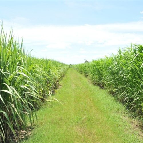 Menos cana por hectare: safra segue em baixa