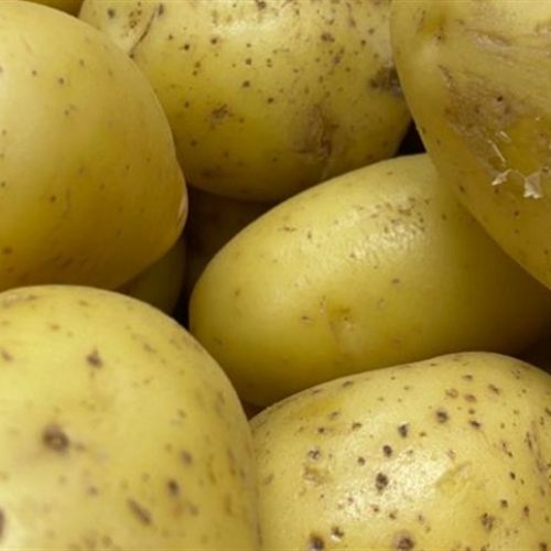 Magnésio tem papel importante na produção de batatas
