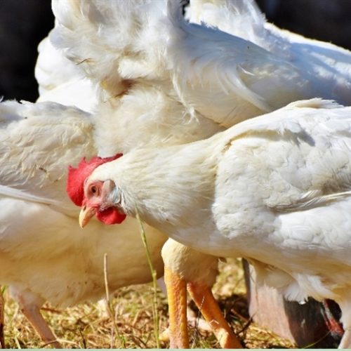 Mais países suspendem importações de aves do Brasil