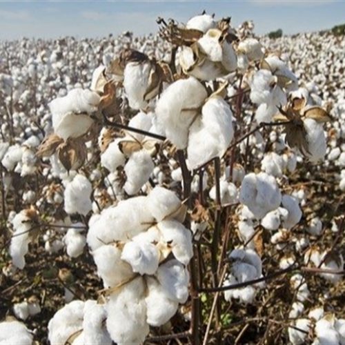 Mato Grosso bate recorde em exportação de algodão