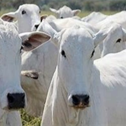 Comportamento do rebanho orienta estrutura da fazenda