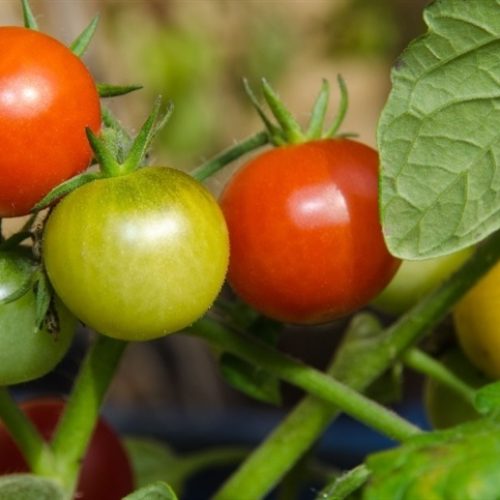 Híbrido amplia resistência no tomateiro nacional