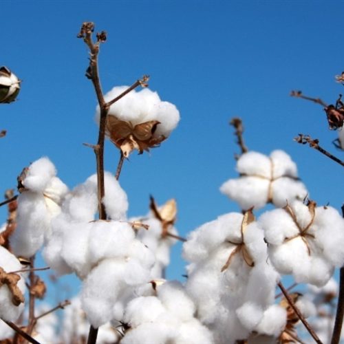 Área plantada de algodão deve recuar no Brasil