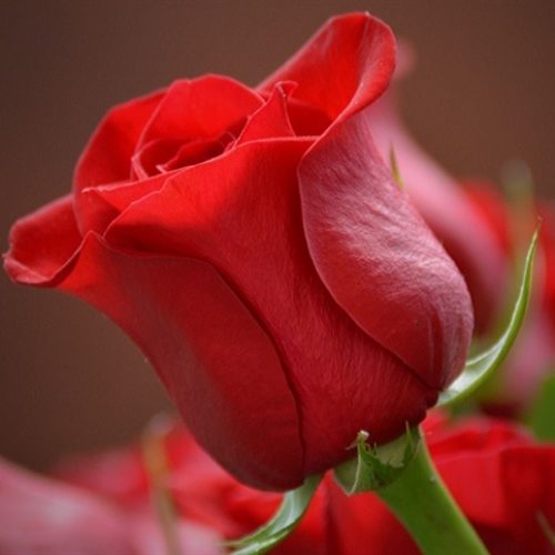 Dia das Mães impulsiona mercado de flores no Paraná
