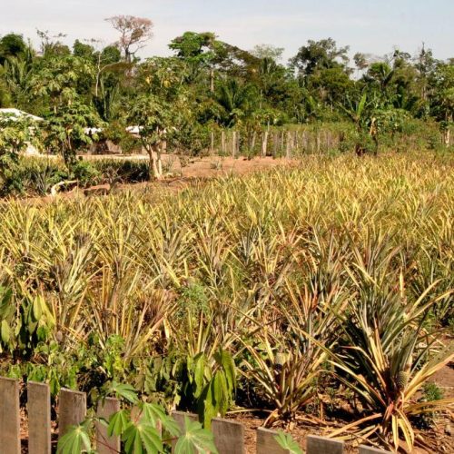 QUERÊNCIA: Sema promove reuniões para orientar pequenos produtores sobre regularização ambiental nos assentamentos