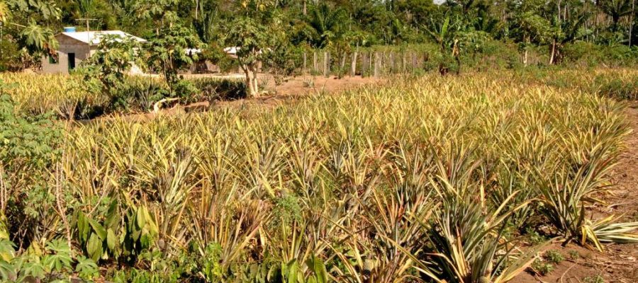 QUERÊNCIA: Sema promove reuniões para orientar pequenos produtores sobre regularização ambiental nos assentamentos