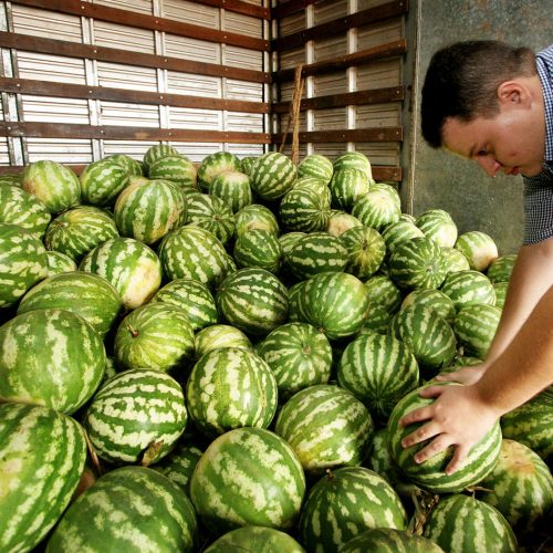  Melancia e Coco verde lideram custo-benefício na venda por atacado, revela boletim do ProHort
