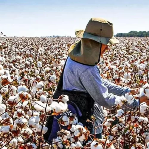 Brasil Agro prevê alta na produção de grãos e algodão