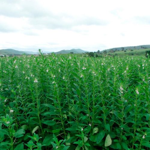 Gergelim ganha espaço e se consolida como segunda opção de safra em Mato Grosso