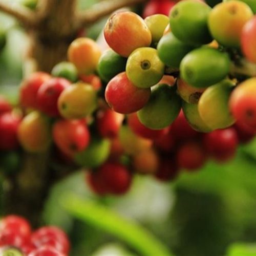 Pré-germinação fortalece mudas de café