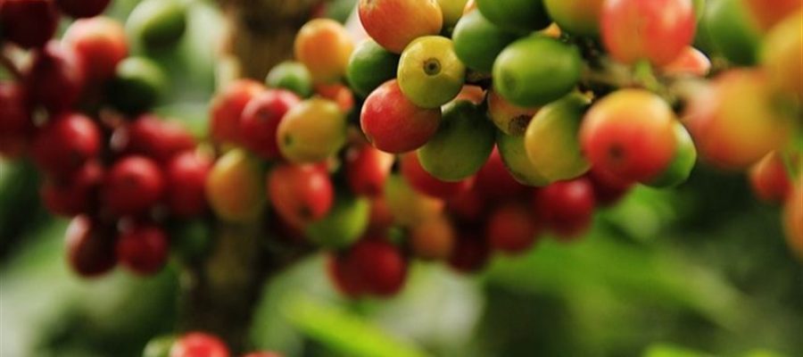 Agricultura regenerativa avança no cultivo de café