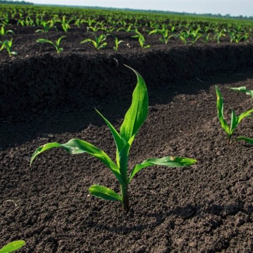 Agricultura de precisão eleva eficiência