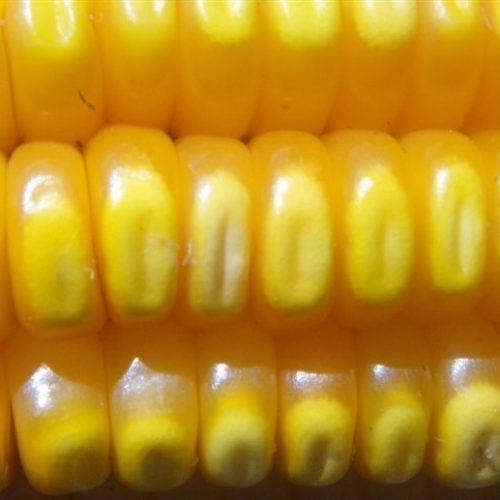 Milho: Deixe os preços subirem