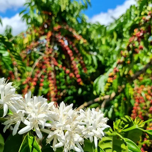 Cafezais de Rondônia sequestram 2,3 vezes mais carbono do que emitem
