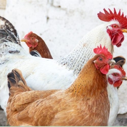 Exportação de frango recua em faturamento