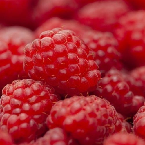 Framboesa ganha edição genética sem DNA externo