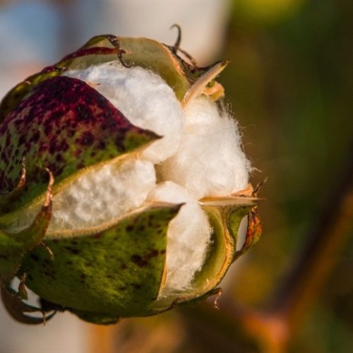 Biotecnologia reduz perdas por nematoides no algodão