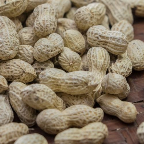 Exportação de amendoim bate recorde