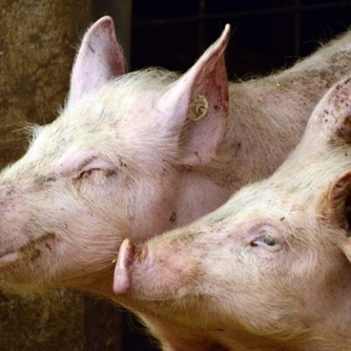 Rentabilidade do suíno cai pelo 4º mês seguido no Paraná