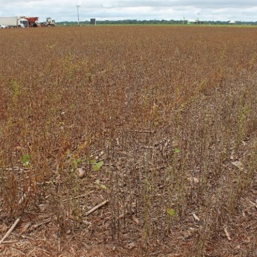 Safra brasileira de soja pode chegar a 177,6 milhões de toneladas