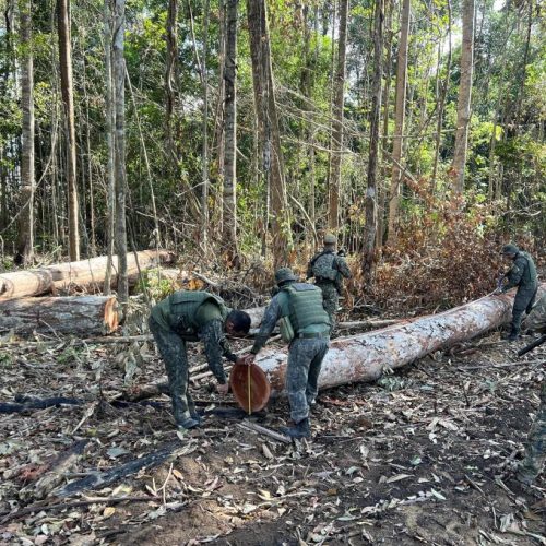 Polícia Militar fecha área de extração ilegal de madeira em região da floresta amazônica