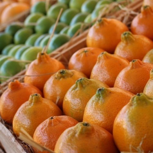 Colheita de citros avança com preços estáveis