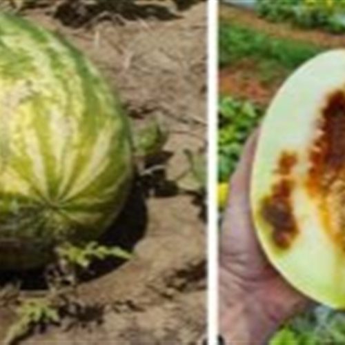 Sementes contaminadas ampliam risco para cucurbitáceas