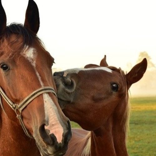 Brasil fecha os olhos para o abate de cavalos