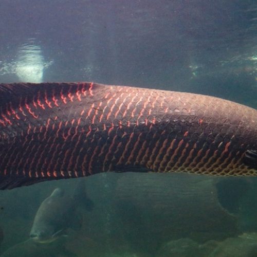 Classificação do pirarucu gera insegurança no setor