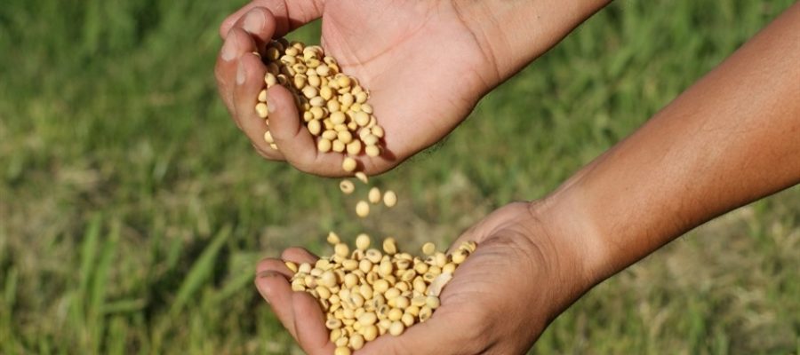 O que está por trás da freada da soja no Brasil