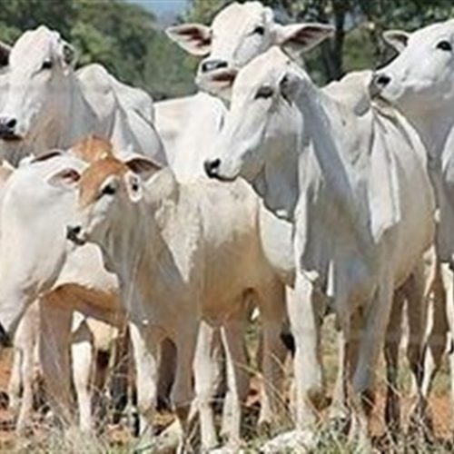 Pecuarista pode alongar dívida por falta de mercado