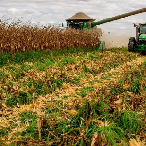 Resultados das pesquisas do CTECNO Parecis da 2ª safra 24/25 destacam produtividade e manejo sustentável