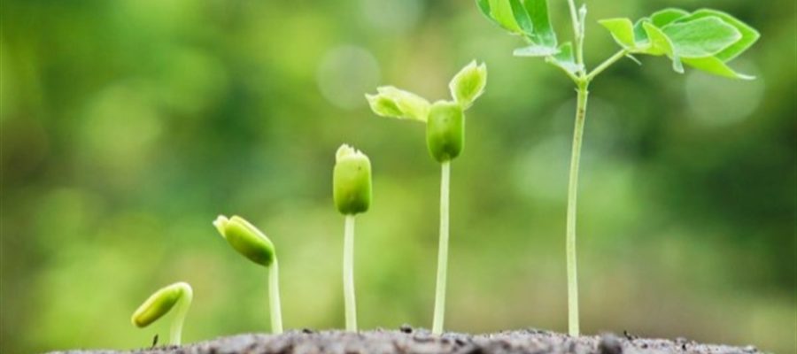 Saúde do solo ganha espaço no manejo agrícola