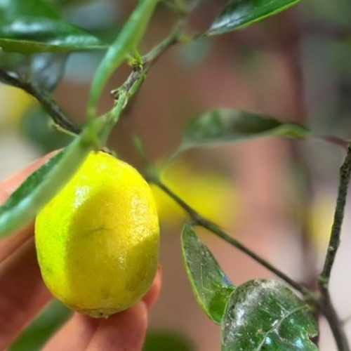 Greening continua sendo o maior entrave da citricultura brasileira