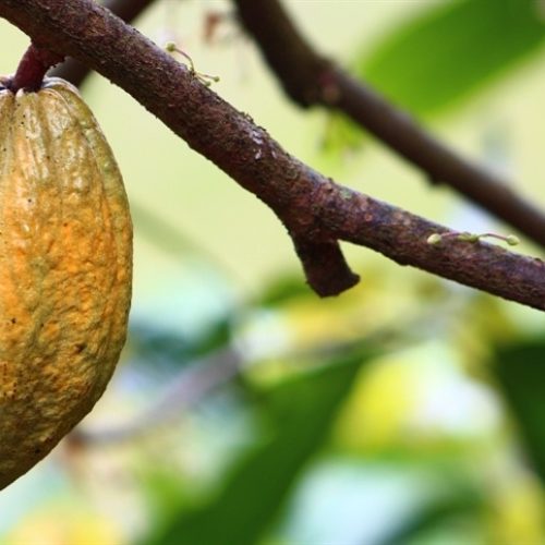 Mercados agrícolas recuam na semana