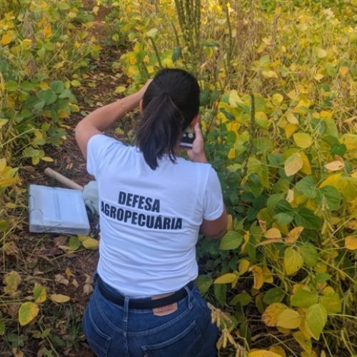 Produtores do RS entram em alerta com avanço do caruru-gigante