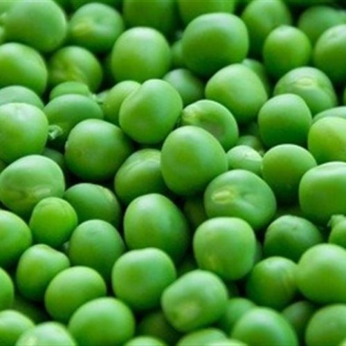 Leguminosas podem ser alternativa para cultivos sustentáveis