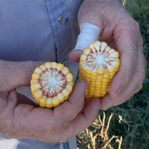 Milho B3 sobe com dólar; Chicago recua com tarifas dos EUA