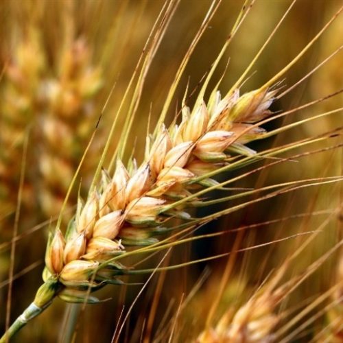 Safra de trigo enfrenta perdas e pressão na oferta