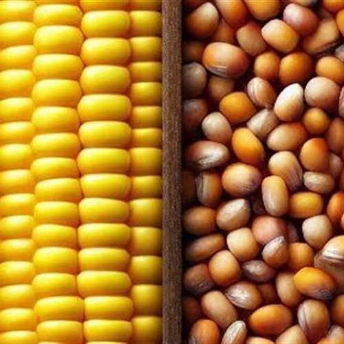 Preços de frete para grãos registram queda em setembro